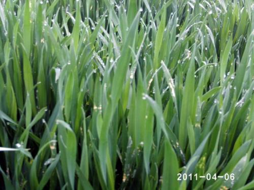 写一句关于春雨的谚语