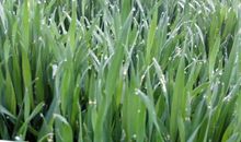 写一句有关春雨的谚语