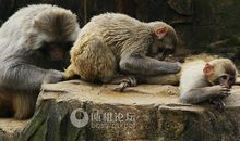 花木兰从军歇后语