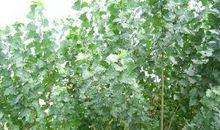 关于杨树的比喻句