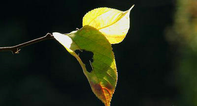 拾起不完整的记忆，我知道原来的爱早已消失了。