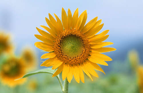 向日葵美丽的句子