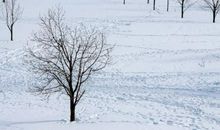 关于雪与农作物的谚语