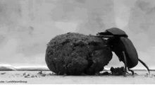 屎壳郎推粪球歇后语