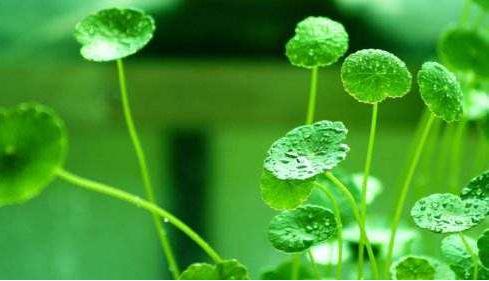 关于春忠和谷雨的谚语