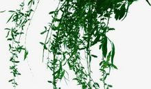 描写柳枝的比喻句