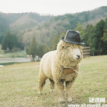 关于山羊年羊的谚语