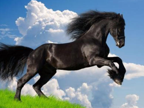 关于老虎的谚语