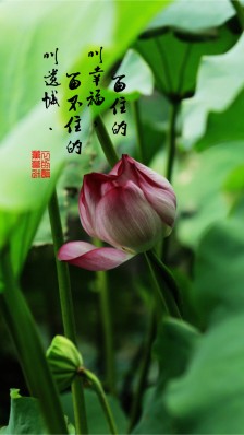 描述荷叶的比喻句