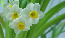 水仙花不开歇后语