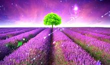 描写薰衣草的唯美语句