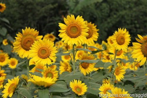 描述向日葵的寓言句子