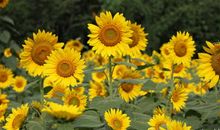 形容向日葵比喻句