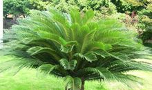 关于铁树的比喻句