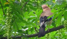 关于森林的比喻句