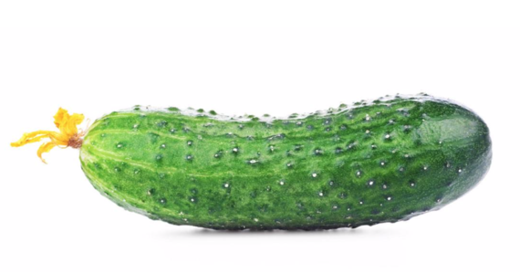 关于黄瓜的寓言