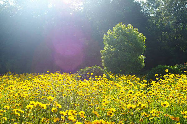 美丽的句子和图片