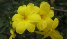 有关迎春花的诗句