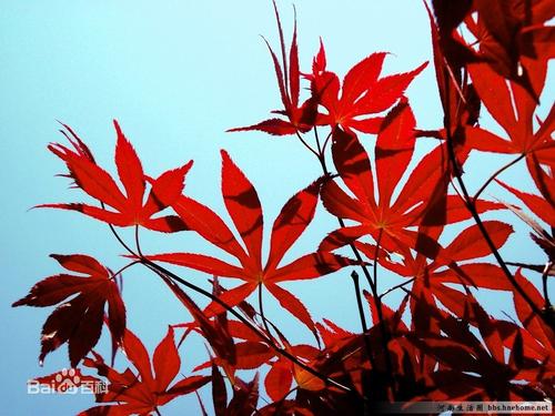 枫树是什么样的隐喻