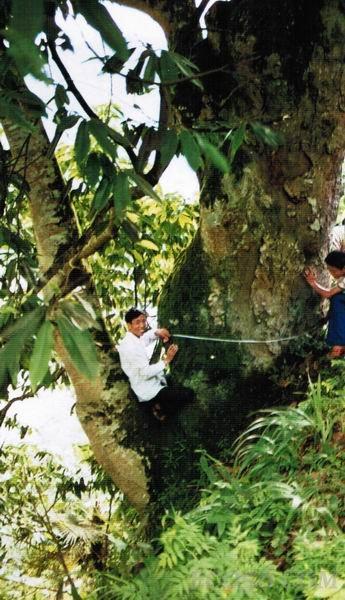 含笑的平行句子