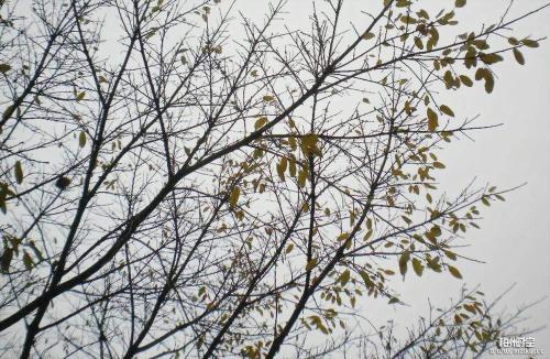 关于大树的寓言