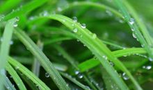 形容春草的诗句