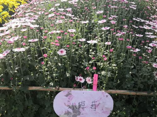 关于写日落的隐喻