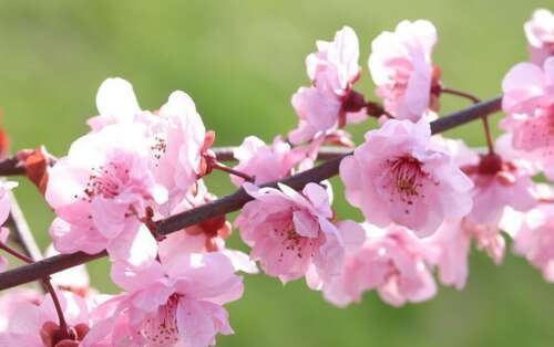 描绘桃花盛开的诗