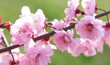 描写桃花开放的诗句