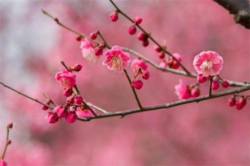 梅花看起来像什么比喻？