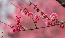 梅花像什么比喻句