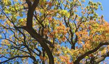 黄连树上挂苦胆歇后语