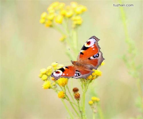 描述鸟类的寓言