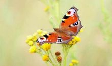 形容小鸟的比喻句