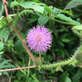 关于含羞草的寓言