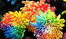 菊花像什么比喻句