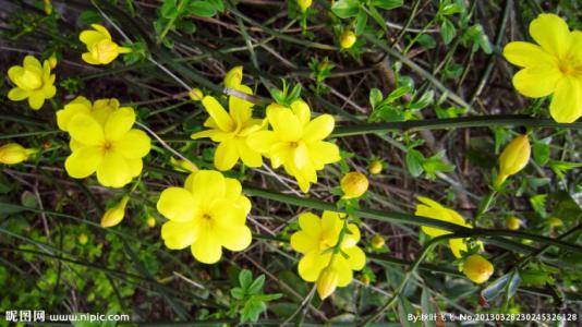 赞美春天的花朵的诗