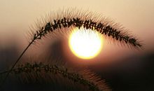 关于黄昏的比喻句