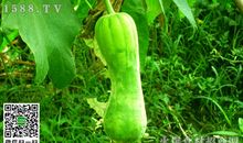 丝瓜像什么比喻句