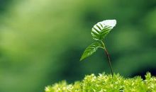 春天的农用谚语