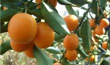 形容桃子的比喻句