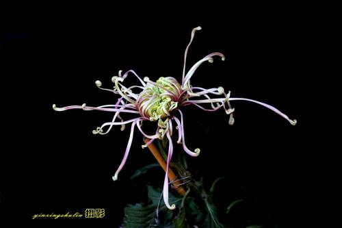 邱爽写了一句话