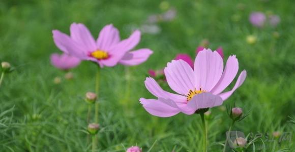 春天的民间谚语