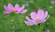 春天的民俗谚语