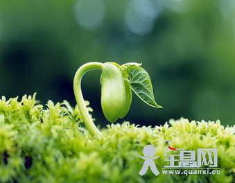 表达春天的谚语