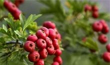 有关山楂的比喻句