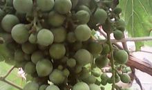 关于葡萄的比喻句