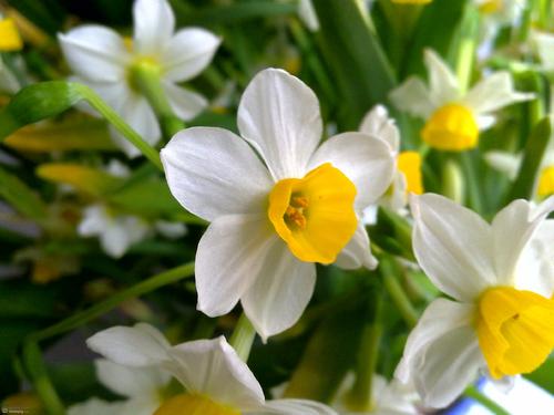 用水仙花写具象句