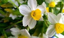 用水仙花写比喻句