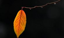 描写秋风秋雨的句子